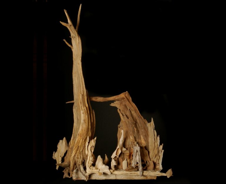 Cité des arbres